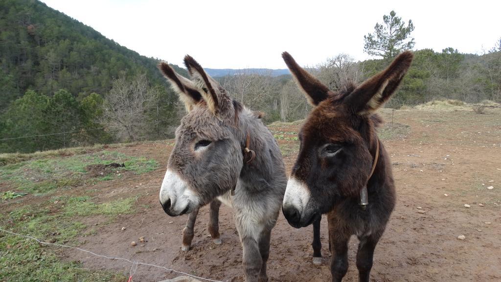 Masia Ca L'Anima Hotell La Baronia de Rialb Rom bilde