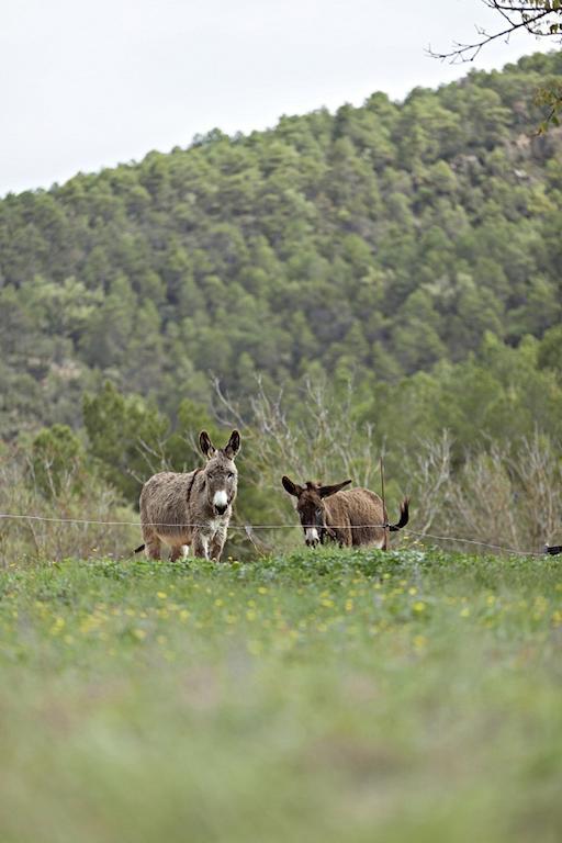 Masia Ca L'Anima Hotell La Baronia de Rialb Rom bilde